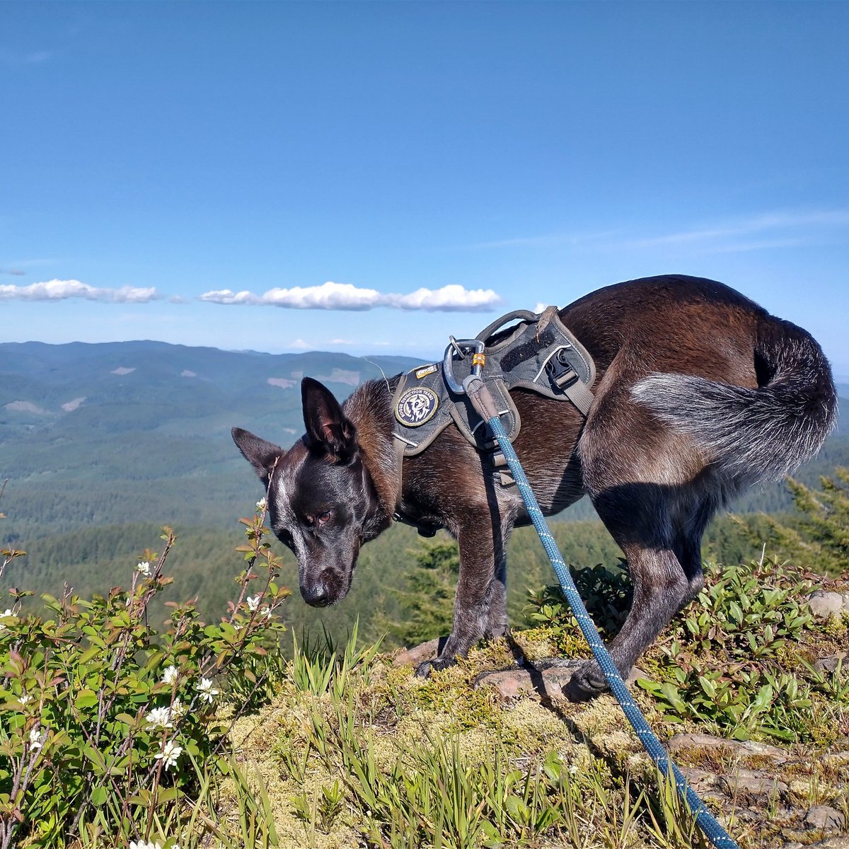 roguedetection's tweet photo. #ConservationDogs Pips, Whisper, Filson & Willow are leading the way for this #RuggedResearch. They'll be sniffing for several species simultaneously! Multi species projects like these are so exiting for our hard working, #FetchObsessed, #DetectionDogs because it means more BALL! https://t.co/3UnzXFpEGk