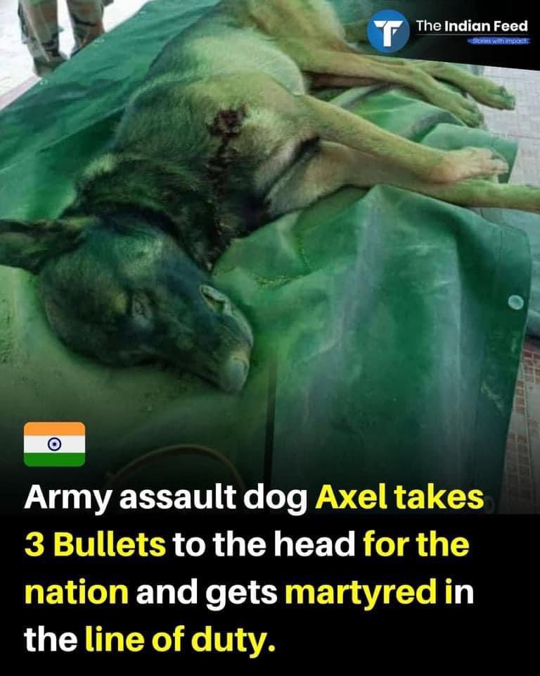 Soldiers know what they are putting on line when they sign up to serve their country , dogs do not. 

It is not and will NEVER be justified to use other living souls WITHOUT THEIR AWARENESS into harm’s way.

SIPAHI WOH APNE  CHOICE  SE  HAIN TOH SAAMNA  KARO DUSHMAN  KA.