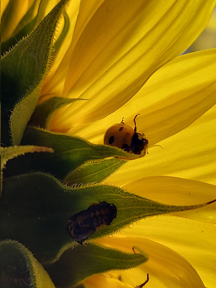 RosalynDrew2's tweet photo. Got gifted these beauties yesterday 🌻 from a lovely tillage farmer we know who grows them for no reason other than to help the environment &amp; make peoples days a little more sunny 🙂 #sustainablefarming #FarmLife https://t.co/swxDh8aQrK
