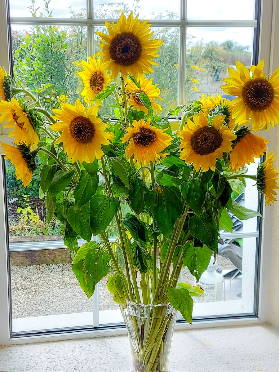 RosalynDrew2's tweet photo. Got gifted these beauties yesterday 🌻 from a lovely tillage farmer we know who grows them for no reason other than to help the environment &amp; make peoples days a little more sunny 🙂 #sustainablefarming #FarmLife https://t.co/swxDh8aQrK