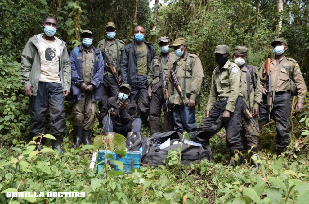 On this #WorldRangerDay we thank the extraordinary men and women who accompany #GorillaDoctors and keep us safe when we conduct health checks and interventions on our gorilla patients. We are so grateful to you! #wildlifeheros