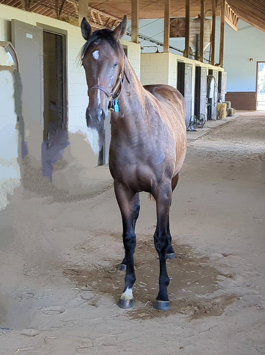 NJDerek's tweet photo. Visited #PABred American Peaches (Tourist/@WinStarFarm) and played around with magic eraser so it looks like she stands without anyone holding her. https://t.co/868SMbPWOV