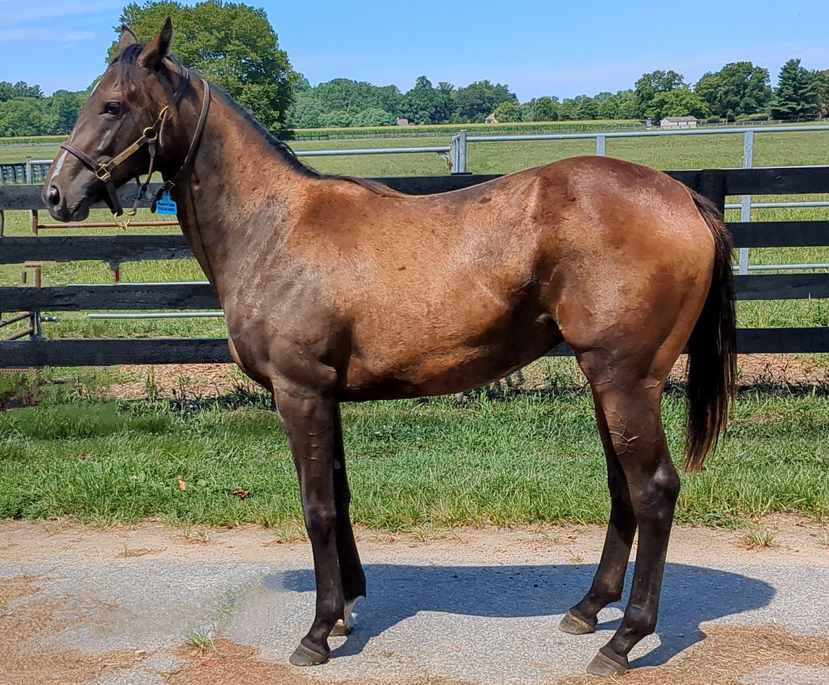 NJDerek's tweet photo. Visited #PABred American Peaches (Tourist/@WinStarFarm) and played around with magic eraser so it looks like she stands without anyone holding her. https://t.co/868SMbPWOV