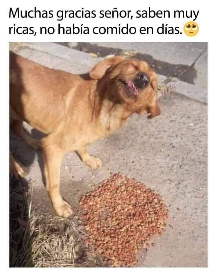 Ayuda en lo que puedas a alimentar a un perrito de la calle