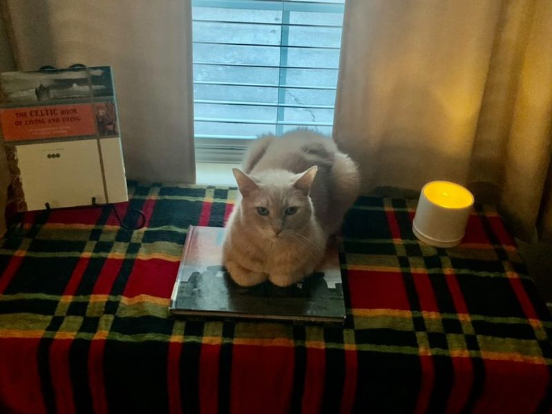 DJencat's tweet photo. #CatsofTwittter #CatDJs #cats Please welcome The Great Simba! Simba, who is @JoelBrogon cat, will enter the prestigious Downtown Snugs Acatemy for Cat Dj's as Snugs protege for @TwstedRoadRadio! Here is Simba listening to the Jammin with JenCat show! We are so pleased😺🎶❤️ https://t.co/KqHz0KWqnK