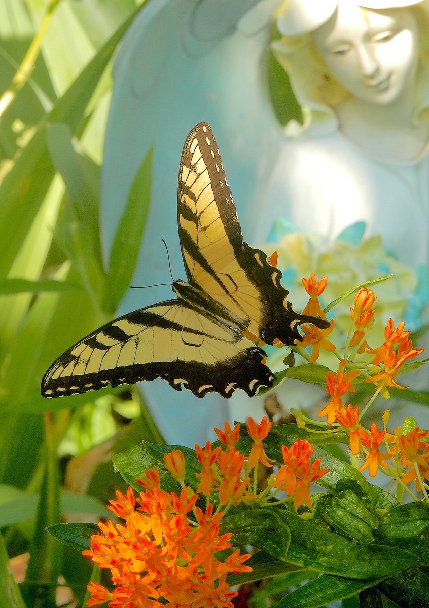 mardays1's tweet photo. Eastern Tiger Swallowtail #SundayMorning #butterflies #AngelDecor https://t.co/LvkIv9fIyt