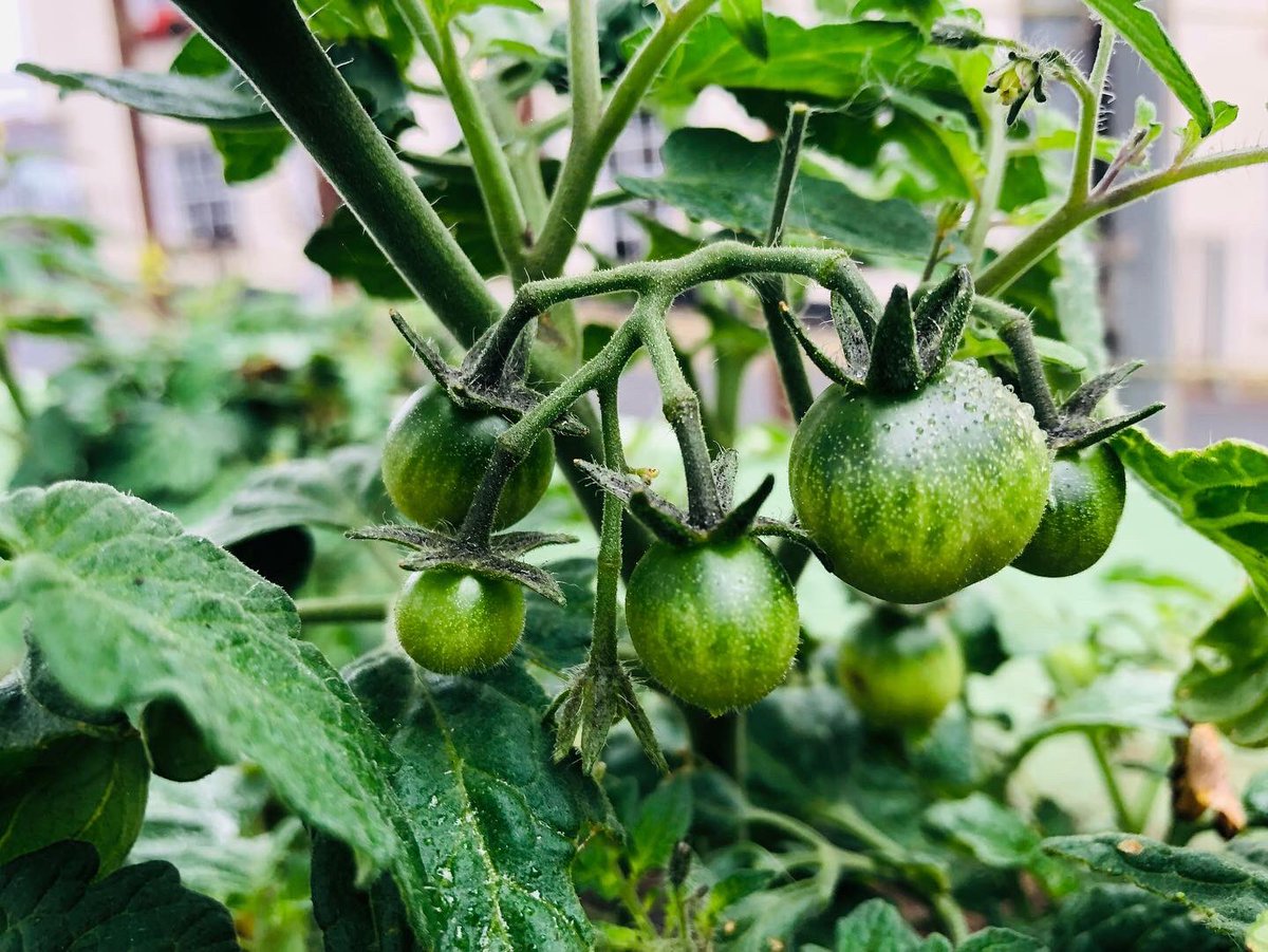 Littlegreentown's tweet photo. Thanks team! A super morning adding a splash of colour to our Bridge Street planters! 
The tomatoes and sweetcorn are doing super too! 
Come and join us next week for more community gardening #manyhandsmakelightwork #communitygardening #communityspirit #bideford https://t.co/4H6XHdi87F