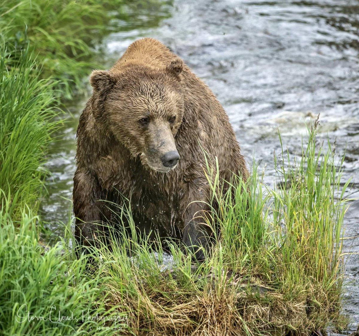 lhedien's tweet photo. 🐻 Coming up out of the #BrooksRiver in #Alaska inJuly. 📷 #telephoto #brooksfalls #katmai
#Alaska #visitAlaska #bear #wildlifephotography #thephotohour #nikonUSA #zcreators #Alaskalife #travelalaska #akwildlife #captureAlaska #natwildmag #wildlifepic #natgeowild #nikonoutdoors https://t.co/tzXaAN3dix