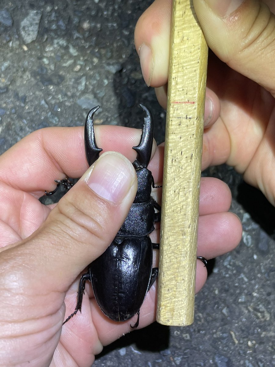 insect__crazy's tweet photo. うーん…
エグすぎ！！！

本土ヒラタ(ガチ本土) 70up
最大値　70.6mm

遠征から戻ってきた直後でそんなことある？😂 https://t.co/jYte07vL9H