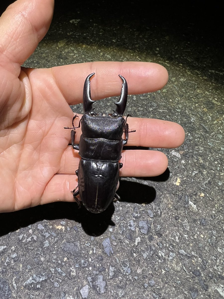 insect__crazy's tweet photo. うーん…
エグすぎ！！！

本土ヒラタ(ガチ本土) 70up
最大値　70.6mm

遠征から戻ってきた直後でそんなことある？😂 https://t.co/jYte07vL9H