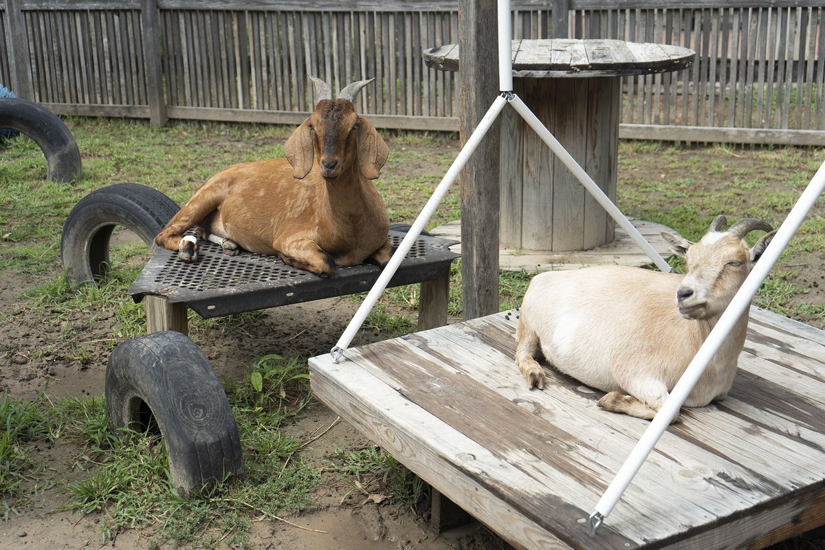 TopekaZoo's tweet photo. What does a bored goat say?
.
.
Mehhh ๐
#goatpuns #heygoat #zoo #badpuns #goats https://t.co/79BaOqOnAB