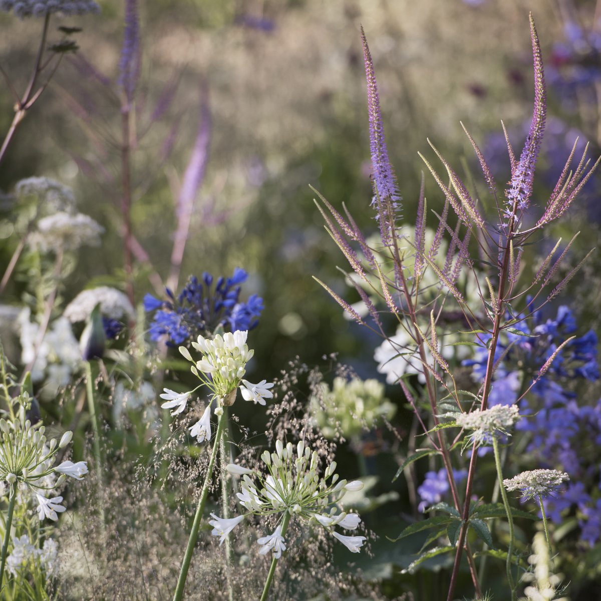 Both cool and soothing, the colours of this combination are perfect for a hot summer's day - but by using plants that have structural silhouettes, it’s transformed into something much more interesting. Would you like to have this look in your garden? #MyCrocus