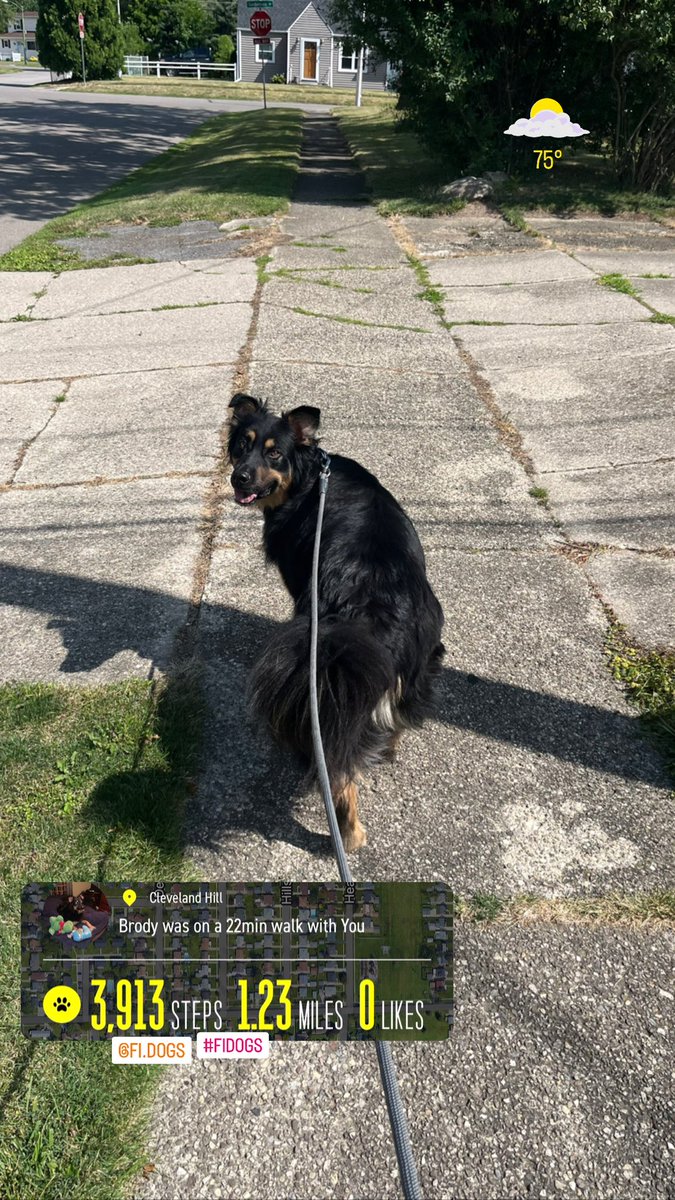 lee_brenon's tweet photo. Day 884. 

Another family #sunwalk. 😍

@fi_dogs #fidogs https://t.co/6ptBPHQ31q