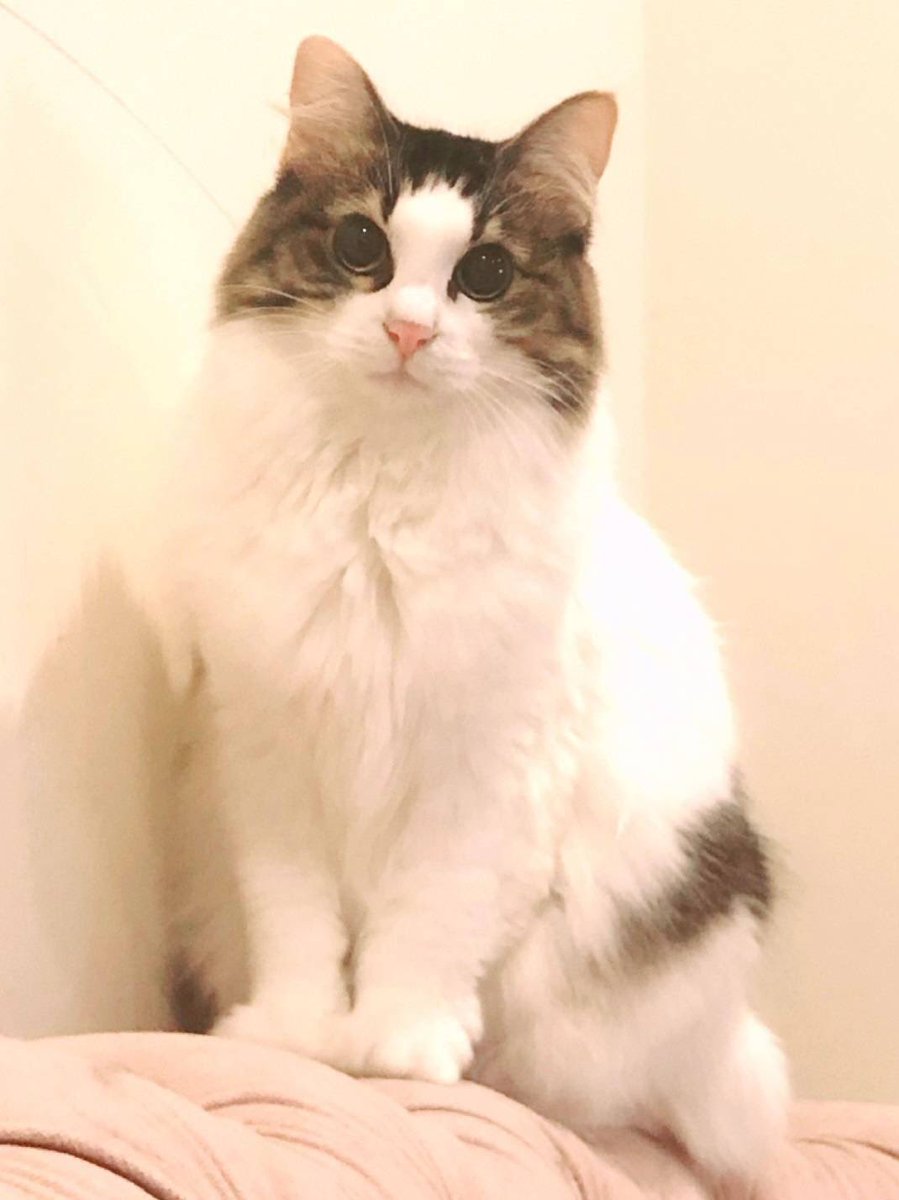キユーピー - 超可愛い キューピー と 仲良し猫ちゃん 美品の