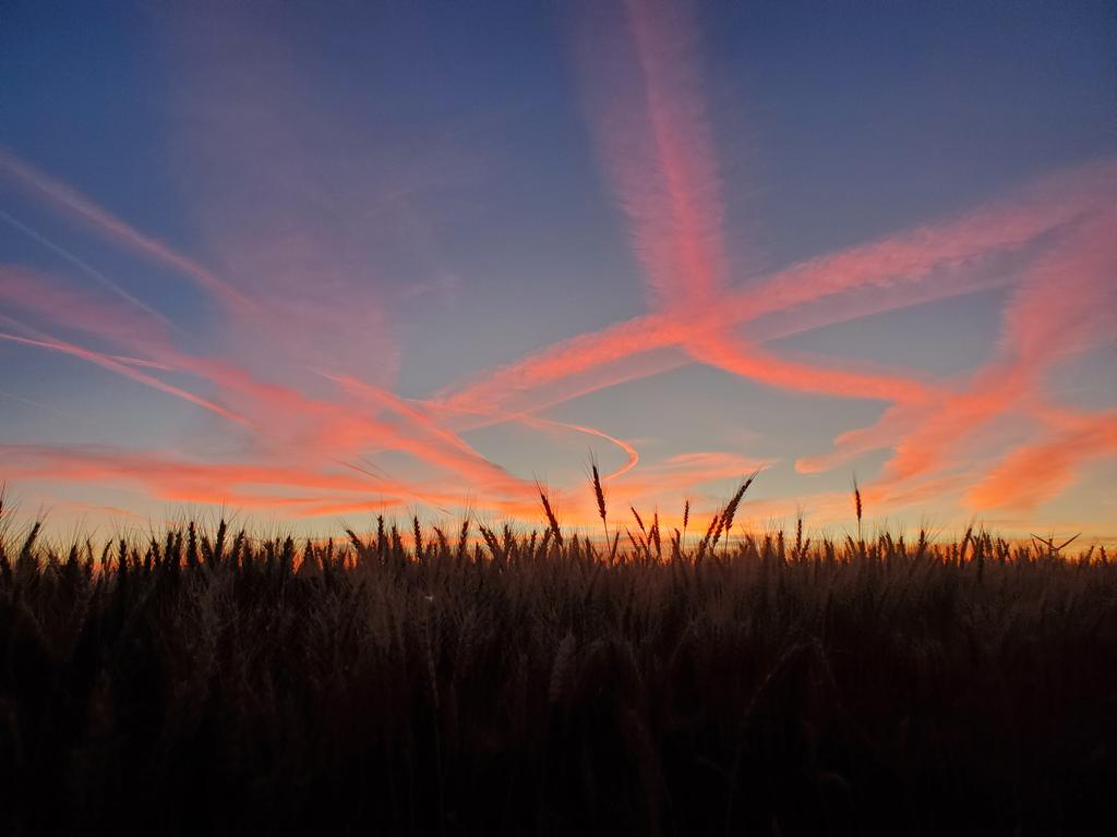 atThornhollow's tweet photo. Finger painted sky.
#cloudphotography #cloudcaptures #contrails #sunsetphotography #sunset_captures #sunsetlover #sunset_hunter #sunsetchaser #total_sunset #dusk #duskphotography #lastlight #landscapephotography #farmphotography #wheat #oregonwheat #silhouette #pnw #easternoregon https://t.co/MSmtDRSsZh