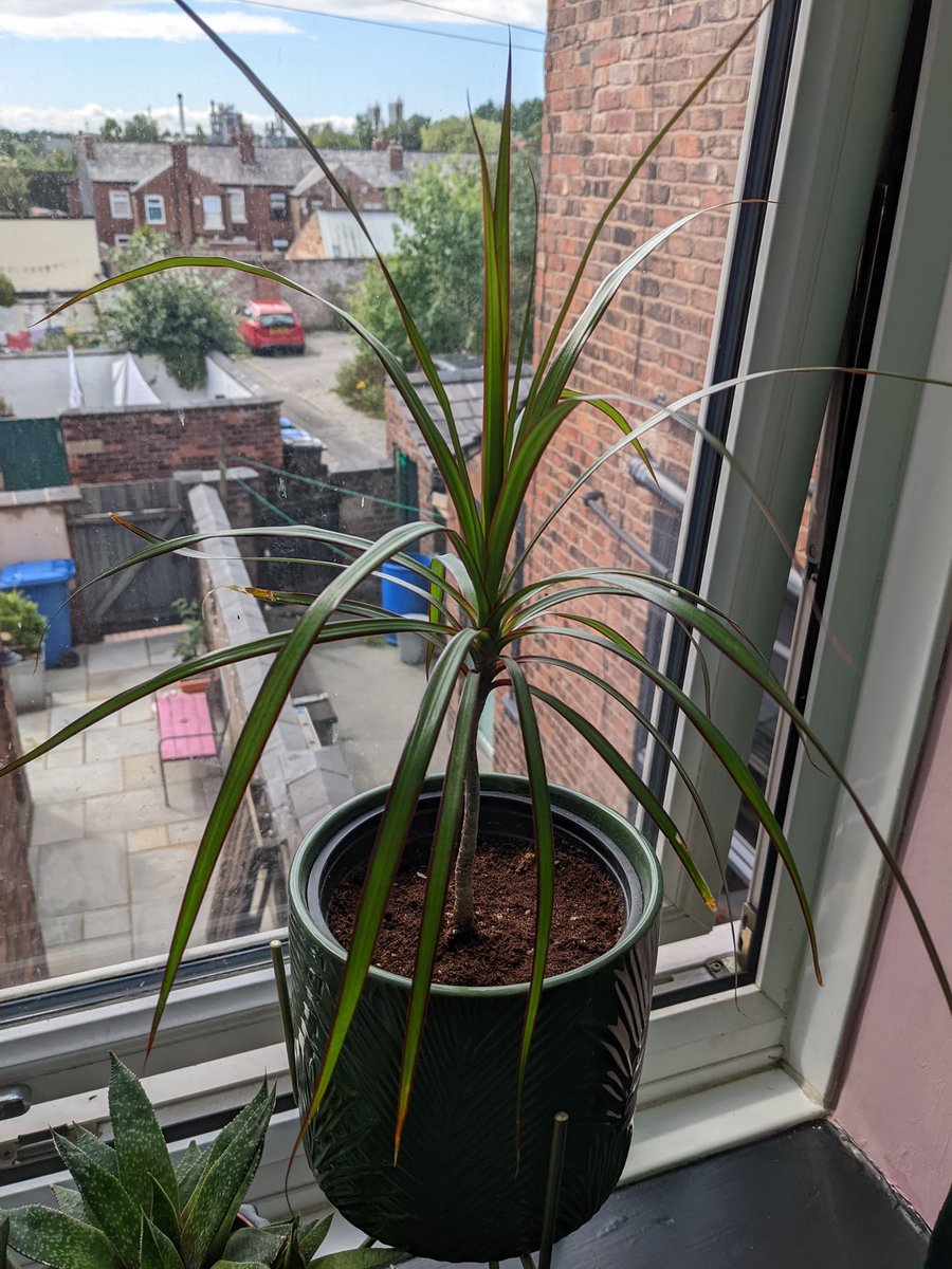 baldmosher's tweet photo. My dracaena marginata finally has offspring, that I've rooted enough to survive, and roughly a year later... doing pretty well thanks to Malta™ taking care of it.

The parent plant: https://t.co/nbArAw6564 https://t.co/8oS1BtsDgu