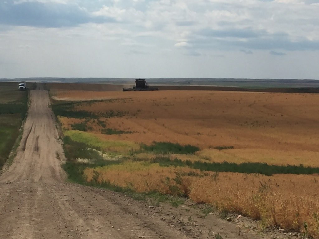 #harvest22 field peas SW Sask