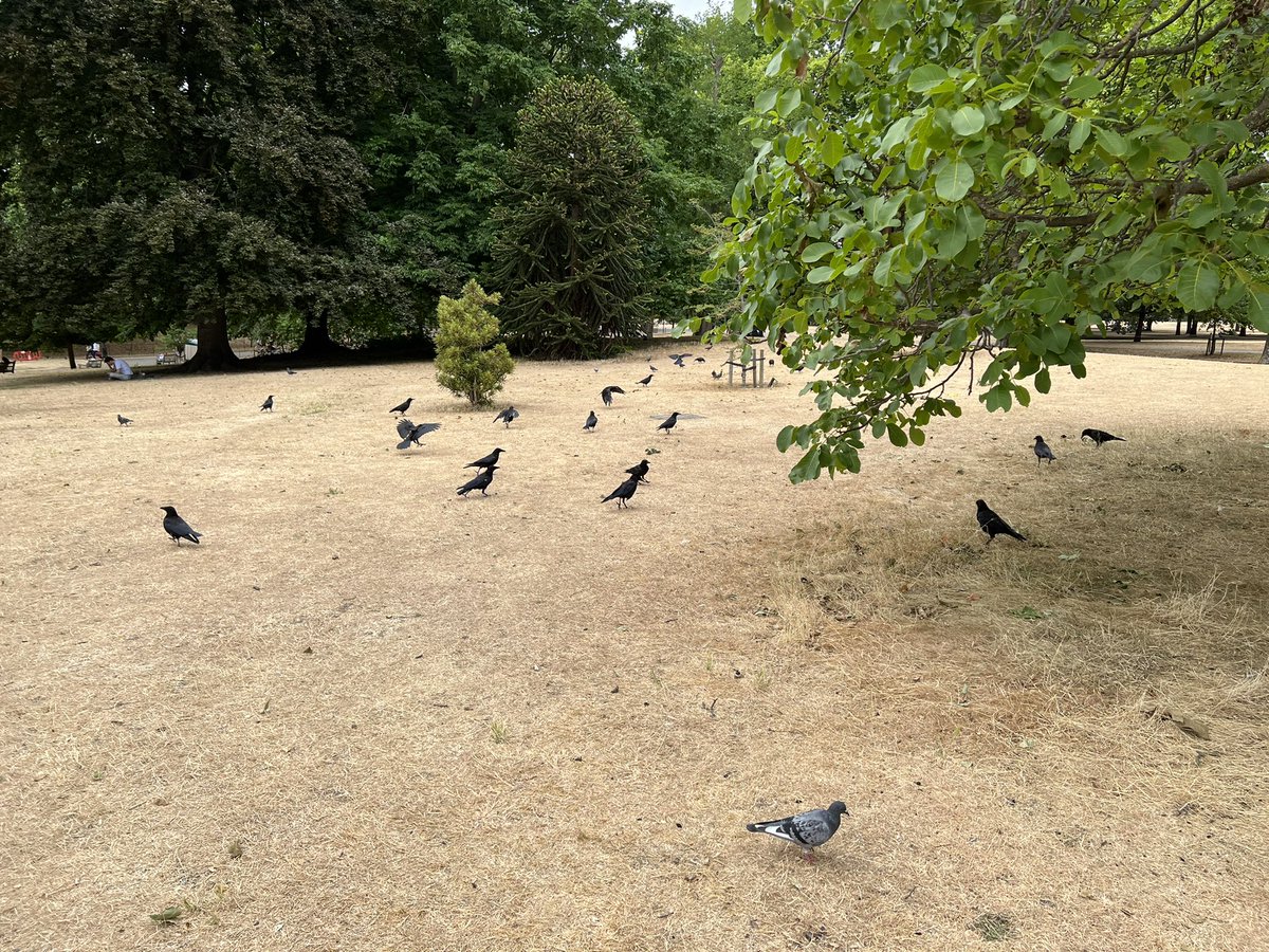 icydoge's tweet photo. Dry grass and crows https://t.co/oz72RnaqHc