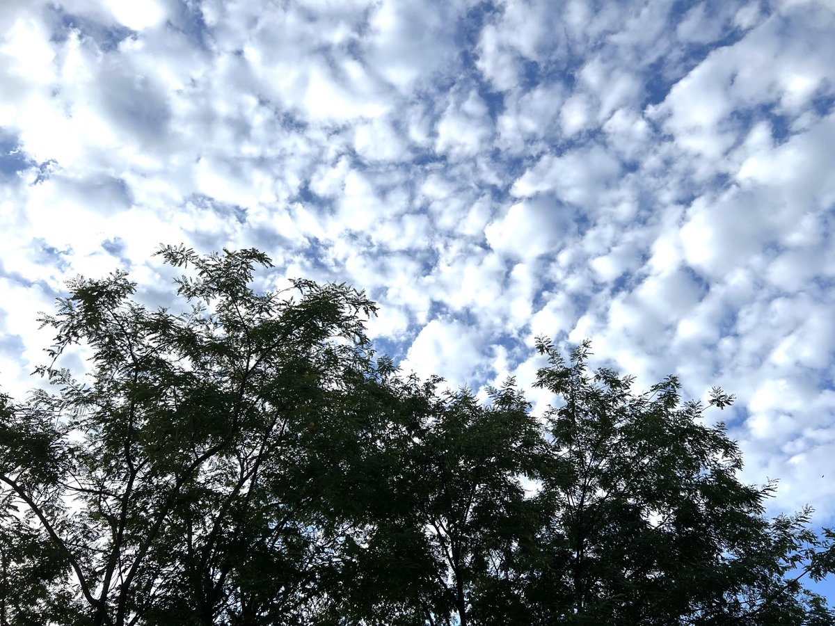 LindaPRmaven's tweet photo. Morning walk. ‘Mackerel’ sky that we hardly ever see in LA. https://t.co/tvHsbK4MAs