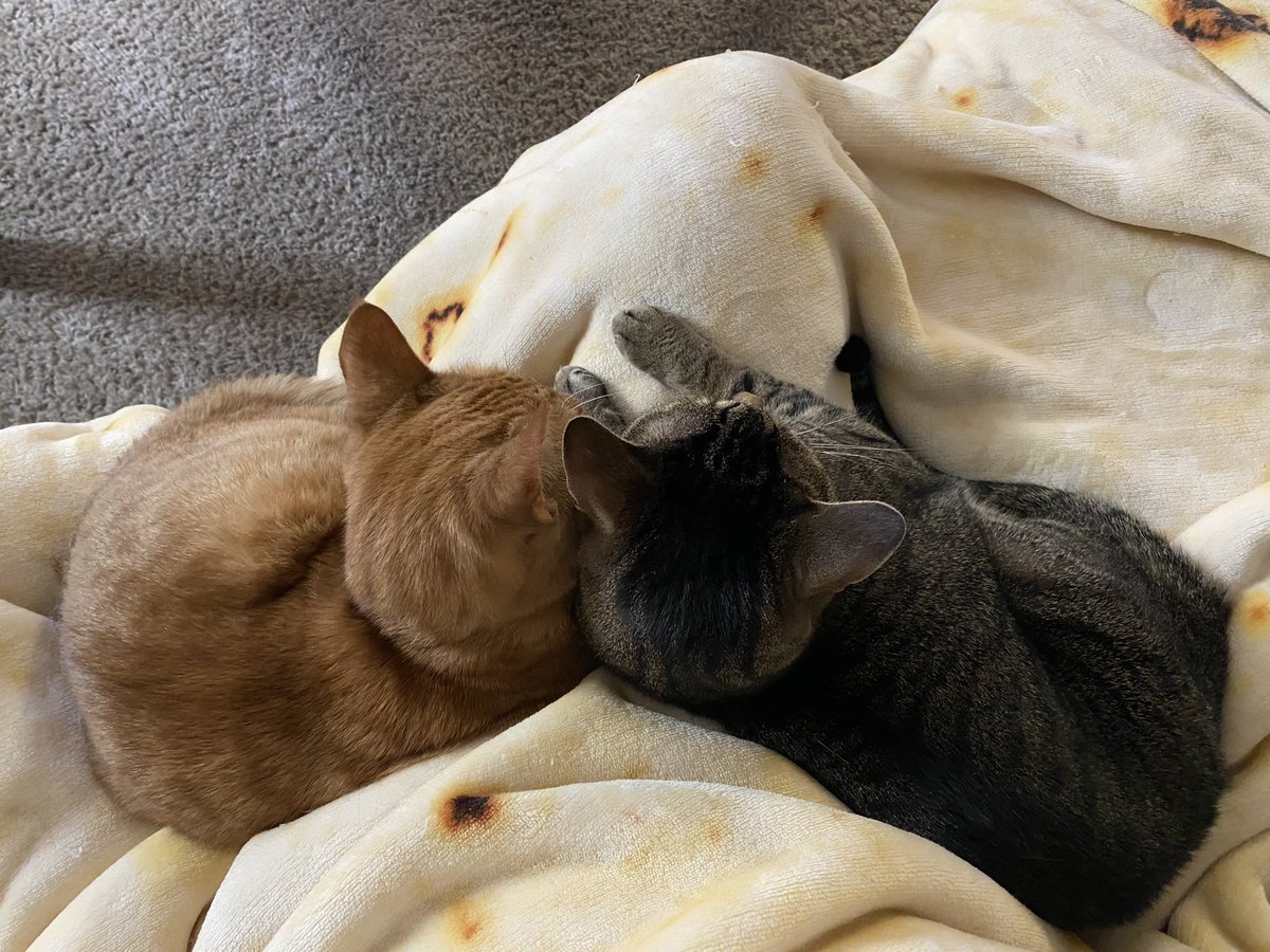 Apollo80860310's tweet photo. The race to mommies lap ended up in a tie! Happy #SundayFunday furriends 🐾 #CatsOfTwitter #AdoptDontShop https://t.co/FzYzKlX2cI