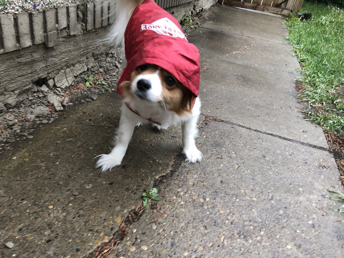 yuker9's tweet photo. @CiaraYaschuk   This is Marley. Hates the rain. https://t.co/4I45mXbhjf