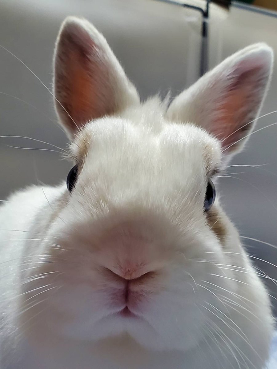 shogun1016's tweet photo. おやつよこせ　の圧

#うさぎのいる生活 https://t.co/GgokN76Fpo