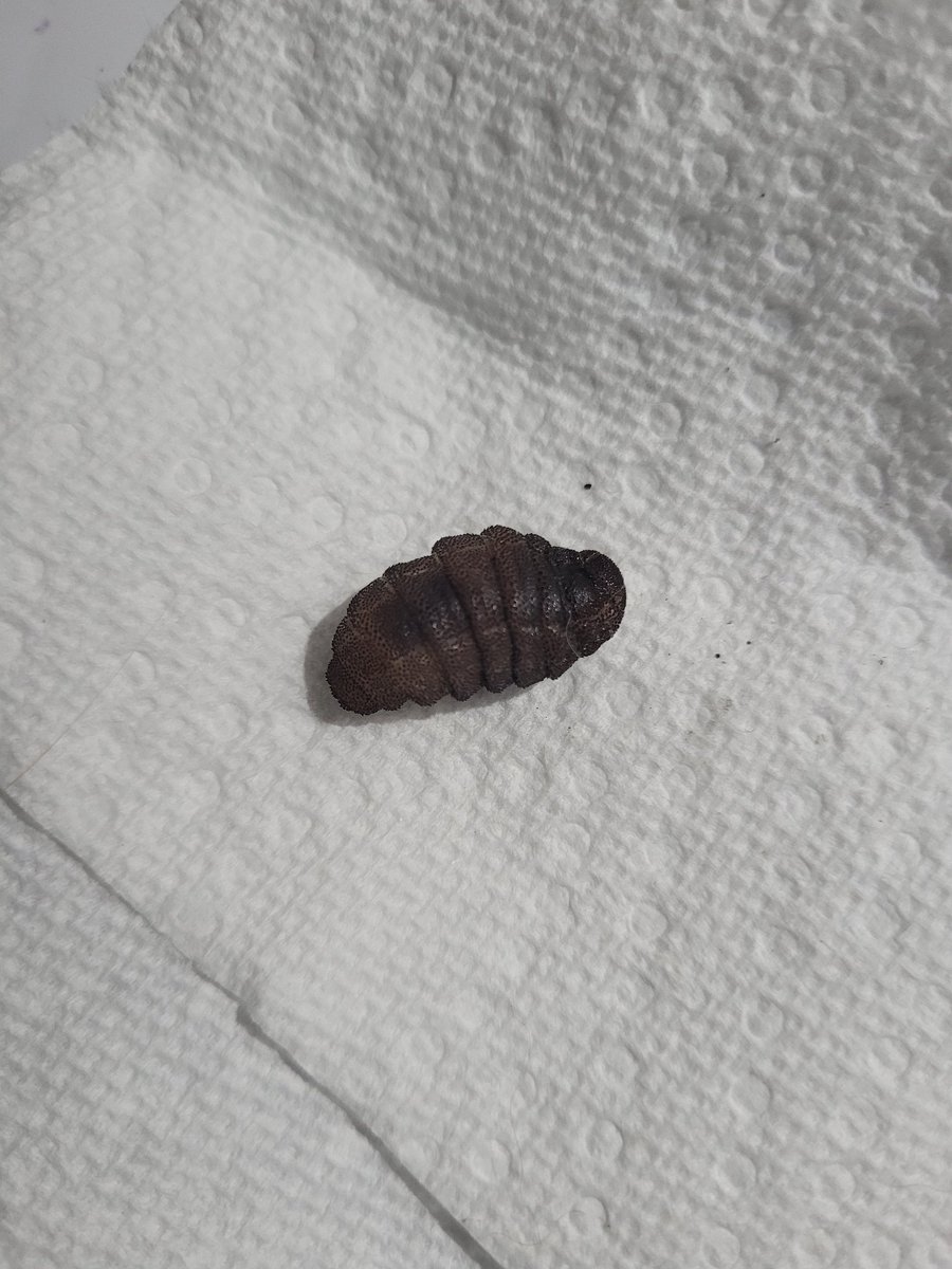 BerzerkerLoki's tweet photo. Well, I found some botfly larvae today. Wtf?! https://t.co/20JNtzrAgZ