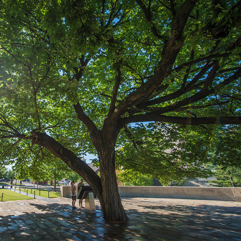 OKC's Survivor Tree: A Symbol of Resilience - BC Clark