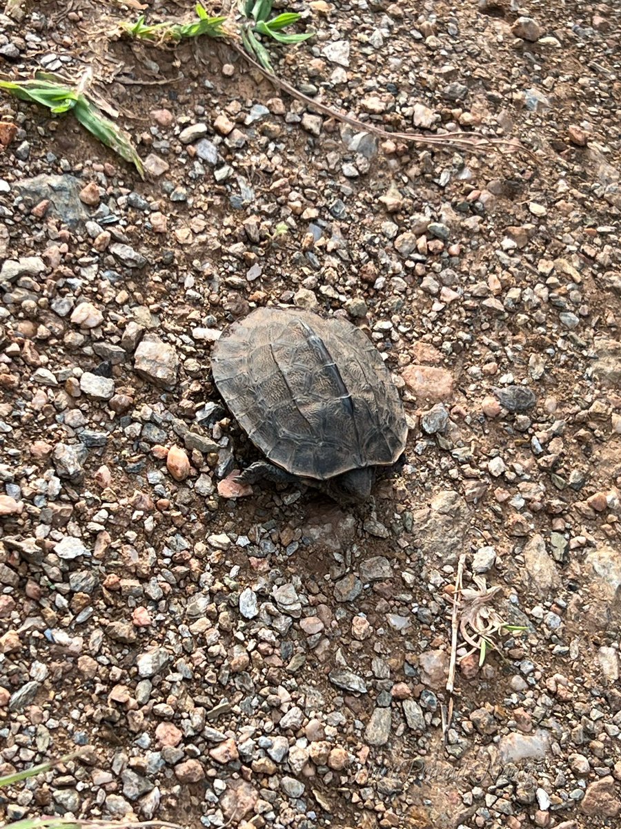 Hari Prasad Nadig tweet media