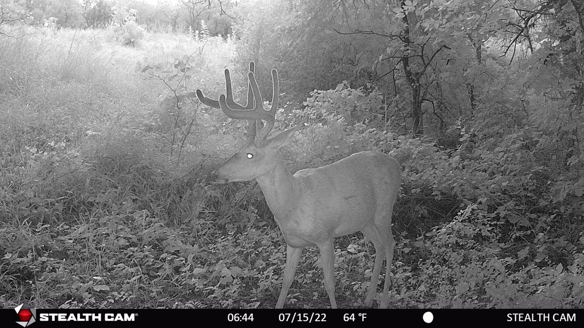 Hunter9David's tweet photo. This buck has been in the farm for the past couple yrs! He’s a 4 yr old that is looking great!!! Hoping he can make it one more season! https://t.co/PzUp0sHdEp