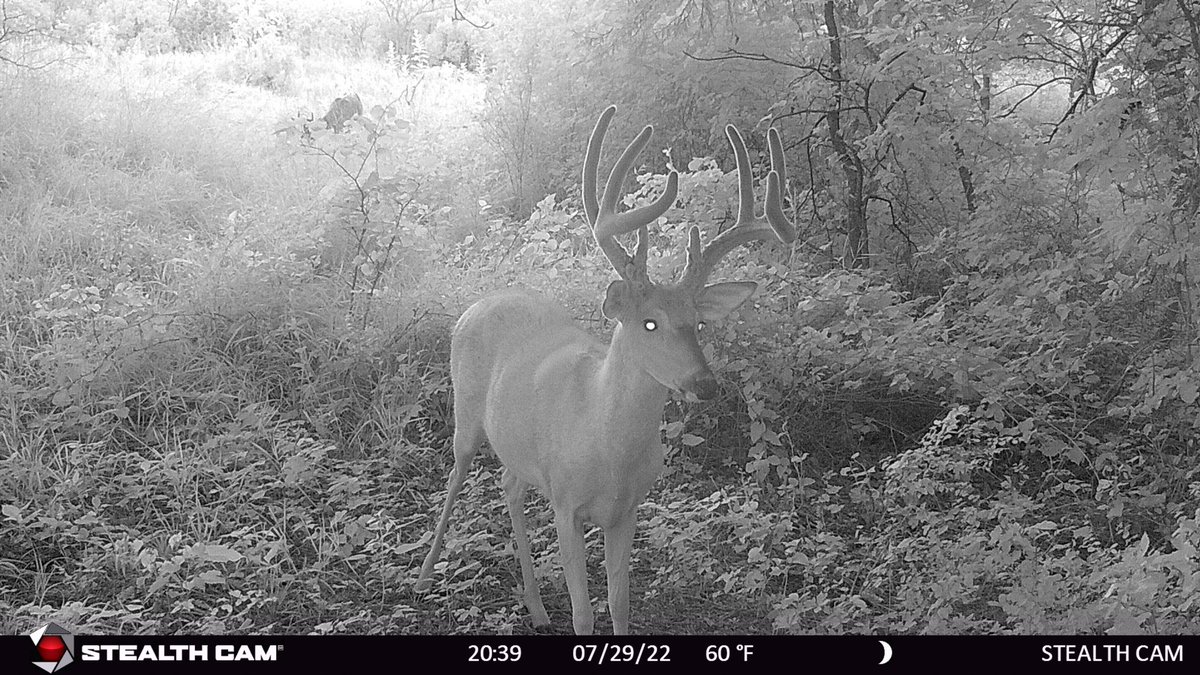 Hunter9David's tweet photo. This buck has been in the farm for the past couple yrs! He’s a 4 yr old that is looking great!!! Hoping he can make it one more season! https://t.co/PzUp0sHdEp