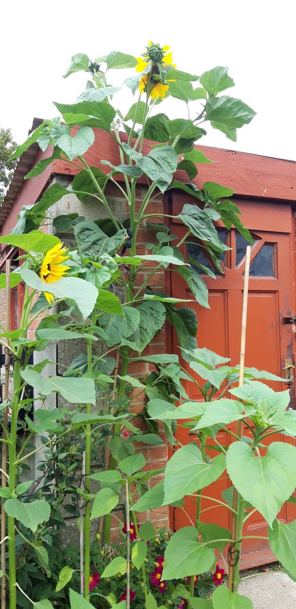 ChristineWakefi's tweet photo. My sunflower that seeded itself from last years plant has overtaken the shed https://t.co/ZsWAj3500O