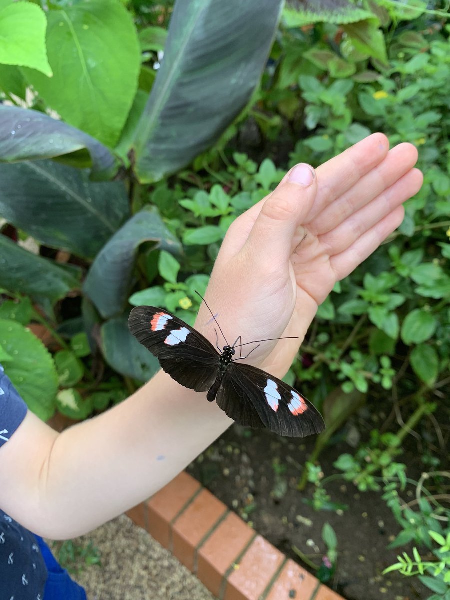 squigglehut's tweet photo. We visited a butterfly, so much fun 😍 https://t.co/T0iZb5QfOX