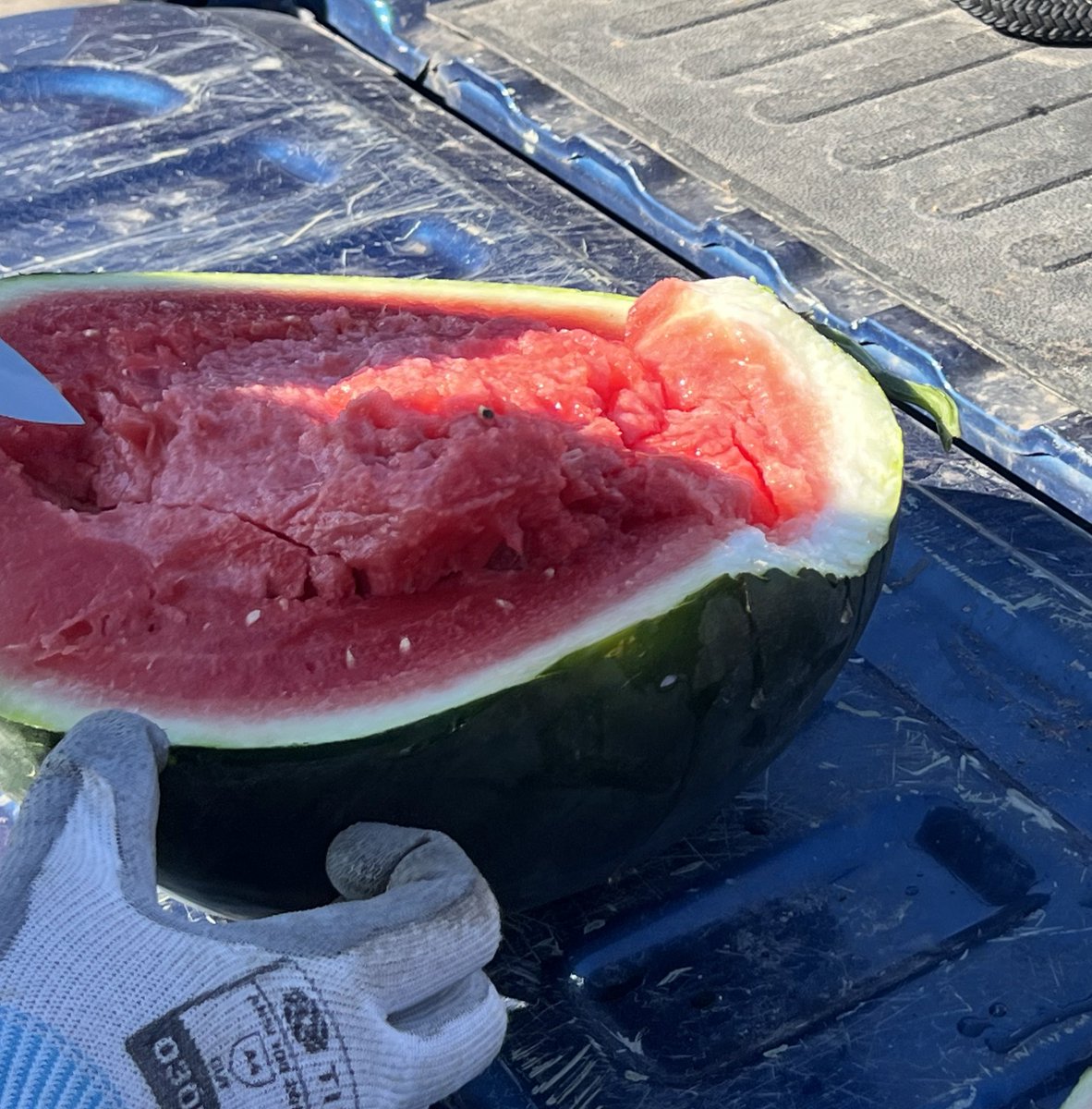 michael_kelly00's tweet photo. Watermelon season is here! 🍉🍉🍉#mitchellmelons https://t.co/ArbeoeFmQK