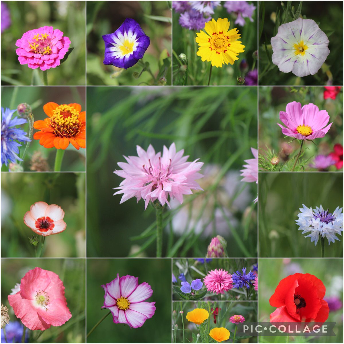 Magical wildflower beds attracting bees and butterflies #goytre #monmouthshire #penperlleni #wildflower