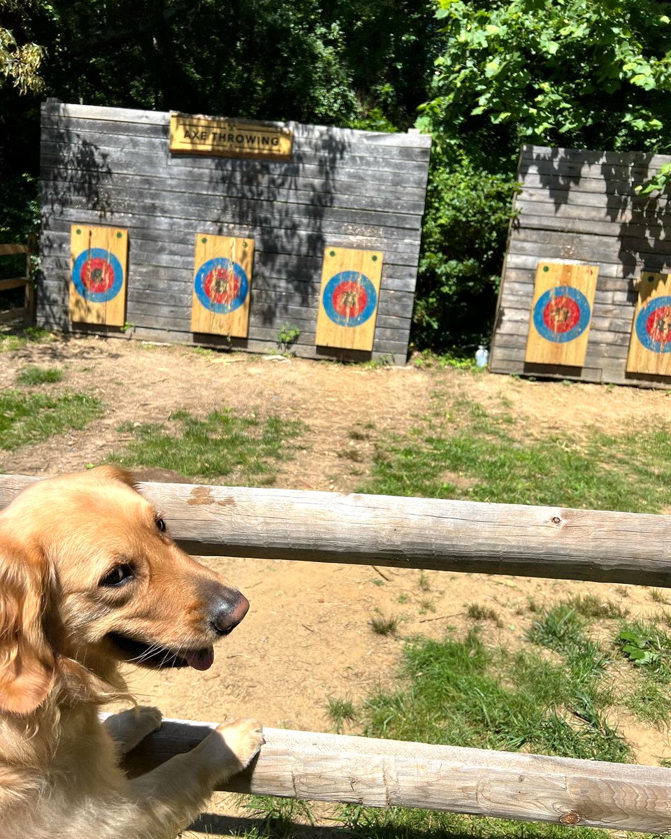 SalamanderVA's tweet photo. Bullseye! #DogsofSalamander
๐ธ IG: barnabas_thedcdog https://t.co/0nxPxzHCt7