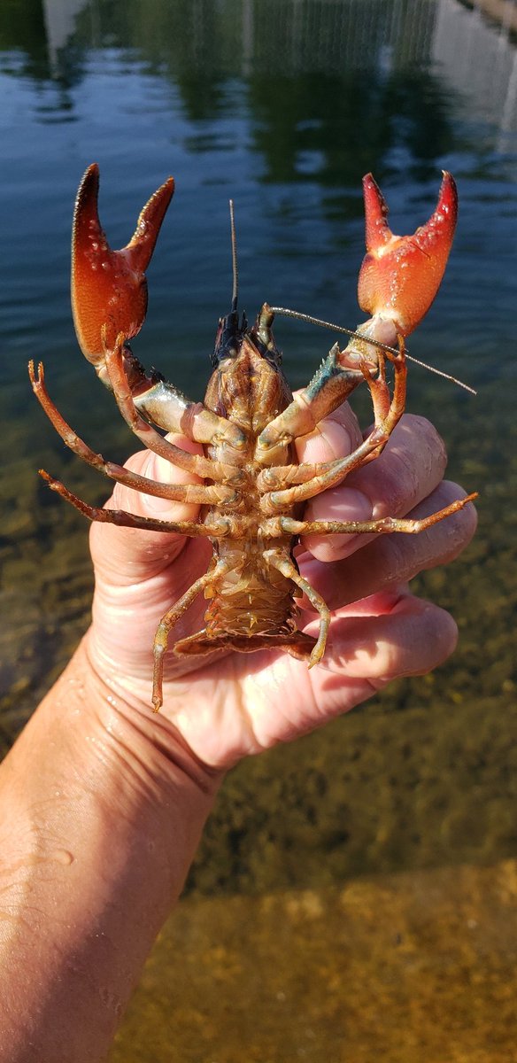 TrippinWithTony's tweet photo. Being a freshwater inverts guy amongst the herp people at #jimh22 has been great - and I can't wait to transition into one - but the #sPOKANE river had my back and put the WA native #signalcrayfish within my reach and he was SUCH a great model.
Nature really do be beautiful💚 https://t.co/5jFpq3lt8G