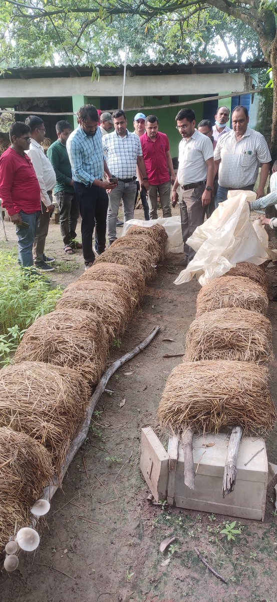 RIPARAIGARH's tweet photo. CEO Zila Panchayat @RaigarhDist with block level CEOs, @HorticultureCG @cgsrlm, @TRIFoundation &amp; @PRADAN_India interacted with Women Entrepreneurs involved in Mushroom Production cum value addition in Raigarh &amp; Tamnar Blocks. @ChhattisgarhCMO @DPRChhattisgarh @DAY_NRLM @NITIAayog https://t.co/LK3F5TBR2C
