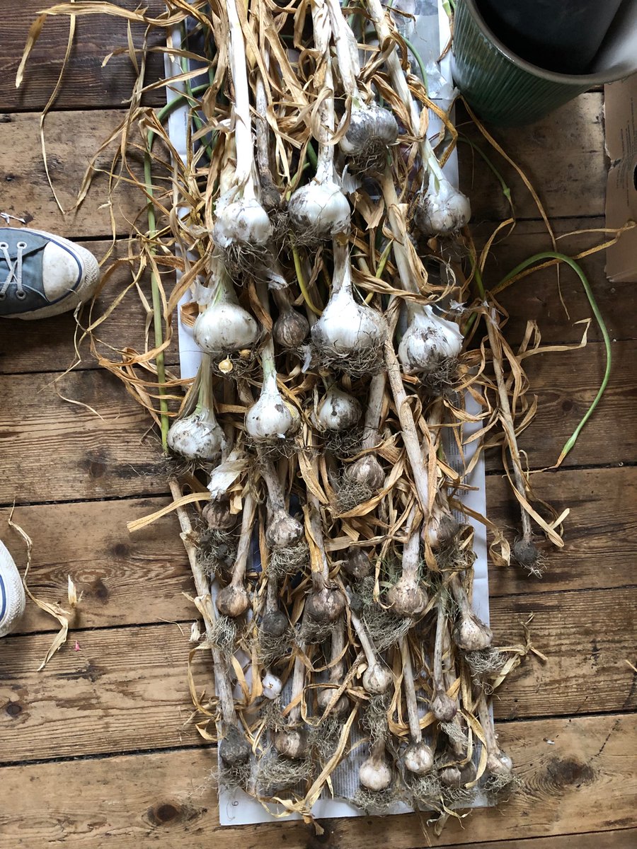 DrJaneAlexander's tweet photo. This week’s allotment pics. Weird courgettes and garlic crop are highlights! https://t.co/zdiWcu0WcH