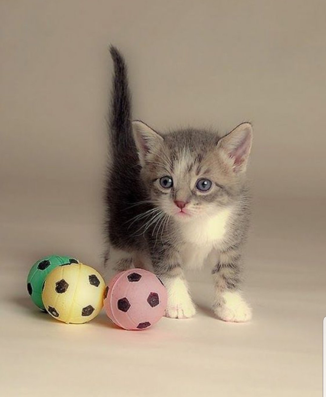 Кошки маленькие