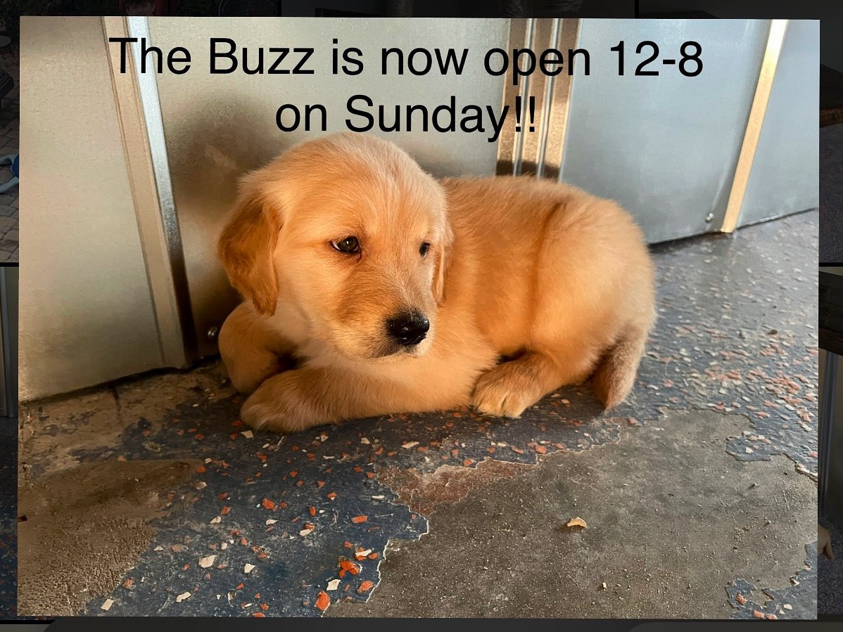 Gratuitous puppy pic to grab your attention and share useful info 😁

We are now open Sundays 12-8!!