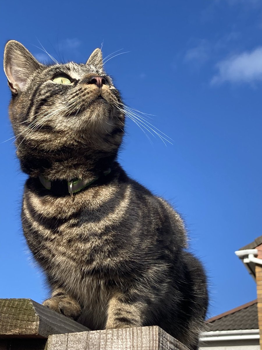 A beautiful day to look up at our friends over the rainbow #HedgewatchForJelly #CatsofTwittter #cats