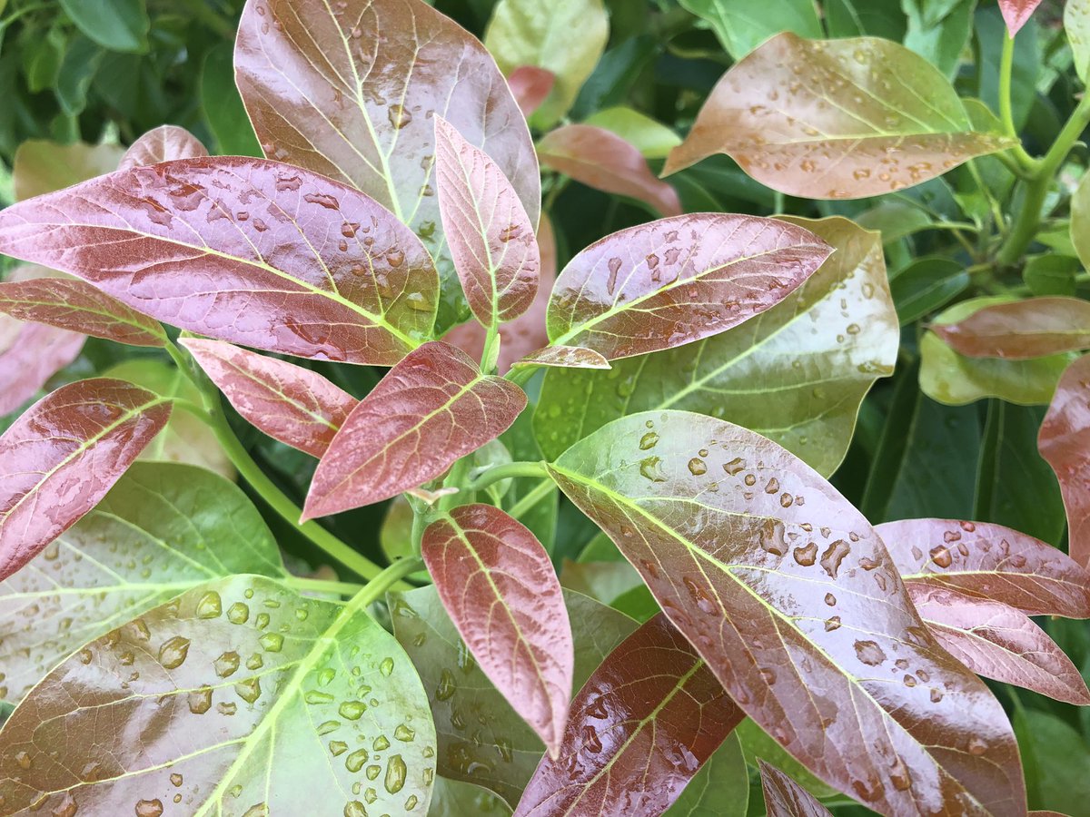 What gorgeous ornamental tree is this? It’s not! It’s a Florida avocado tree’s new leaves. Happy #AvocadoDay  #FoodIsOurMiddleName @UFTropical @UF_IFAS @FloridaMGs