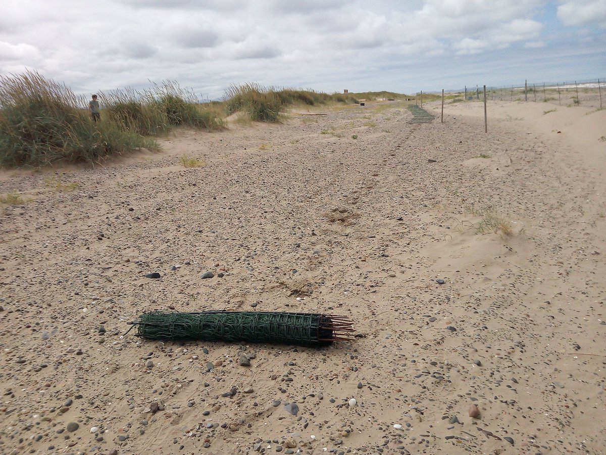 Probably my last session #volunteering over at the <a href="/GronantTerns/">Gronant Little Terns</a> for this season, if you want to help there's still a few days when you can help the Rangers dismantling the last of the fences etc. You can still catch sight of the #LittleTerns gathering along the shore line