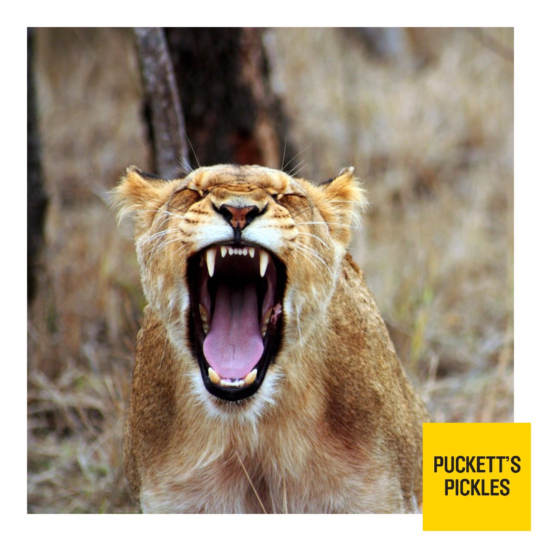 Go Lionesses - let Germany feel your roar…

#euro22 #football #england #germany #final #history #exciting #lioness #womensfootball #proud