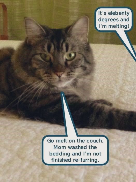 "Mad Cat" Cattis tweet media