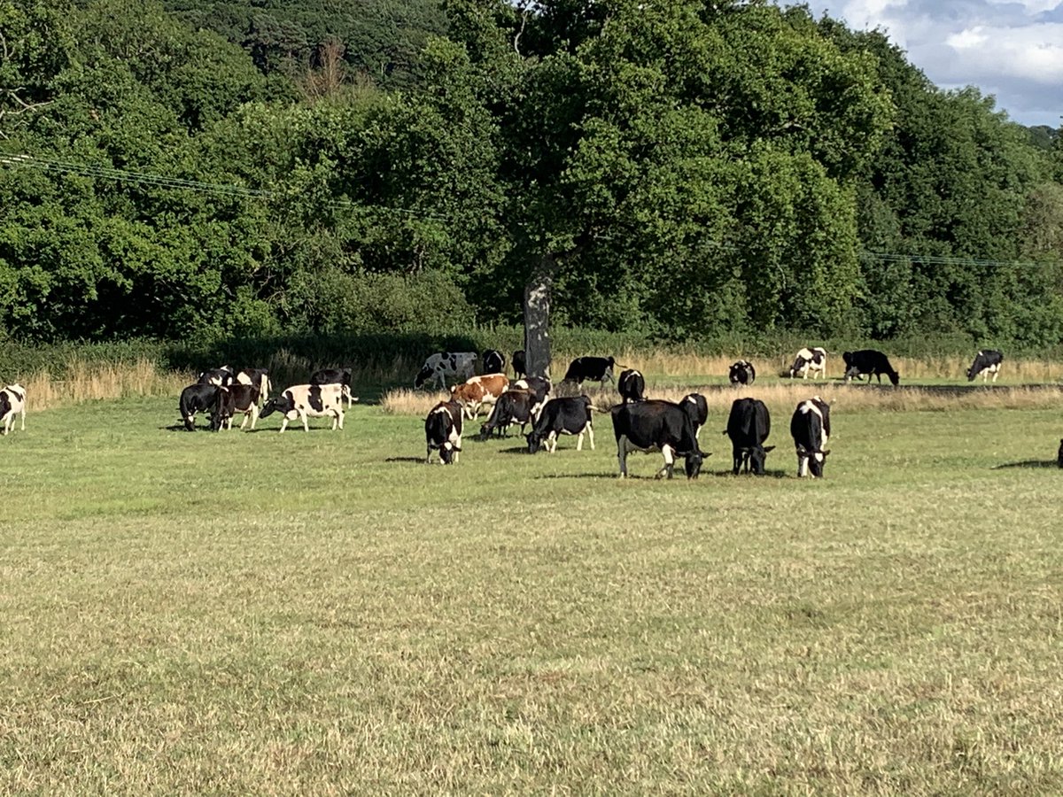 Vince_Rookery's tweet image. Still no rain in sight of any use 🤷‍♂️
Not sure how long it can continue? 
We have grass without supplement but it’s not the best 😬 #dryingout