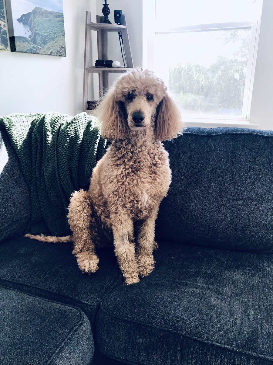 The Sunday Standard

Striking a perfect poodle pose. 

#poodle #standardpoodle #poodlelove #poodlemom #poodlelife #poodlegram #poodlesofinstagram #dogsofinstagram #dogsoftwitter #dogsarefamily #dogsarelove