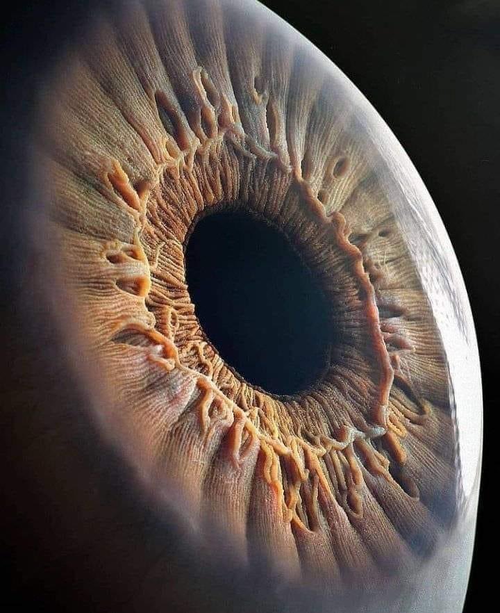 Greezycuts787's tweet image. it&apos;s so fascinating how it looks and moves. But it be crazier to know why it developed the look of a human eye.
(picture by &quot;Pethias&quot; from &quot;Facebook&quot;
&quot;Human eye close up image&quot;)