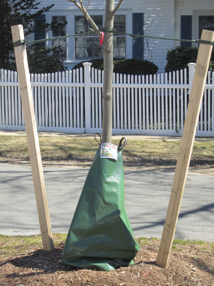 #CambMA trees need your help! Street trees need about 20 gallons of water per week. If you are able to help provide them with some of that, our urban forest would be grateful! Watering tips available here: camb.ma/3OIi3Hn